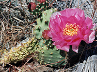 Flower and bud of golden prickly pear