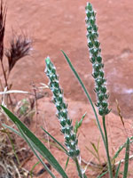 Two flower spikes