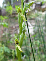 Intermountain bog orchid