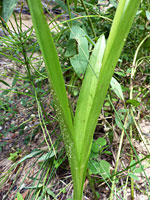 Linear, upwards-pointing leaves