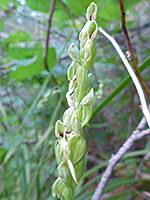 Alcove bog orchid