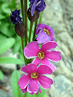 Five-petaled flowers