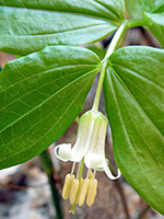 Bell-shaped flower