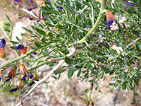 Small leaflets