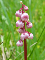 Pendent pink flowers