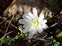 Desert Chicory