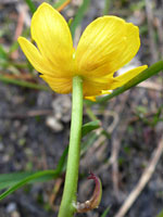 Plantain-leaf Buttercup