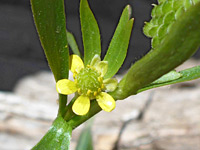 Seven-petalled flower