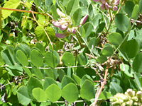 Pinnate leaves