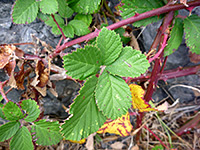 Red stems and green leaves