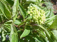 Leaves and flowers