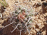 Pink bud, smallflower fishhook cactus