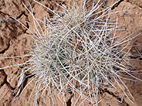 Spiny fishhook cactus cluster