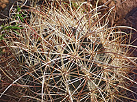 Long spines of smallflower fishhook cactus