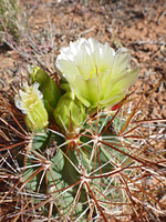 Reddish spines of smallflower fishhook cactus