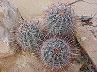 Stems of Smallflower fishhook cactus