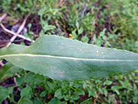 Thick Leaf Ragwort