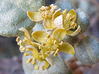 Shepherdia rotundifolia