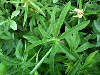 Palmate leaf