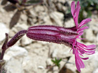 Pink-purple flower