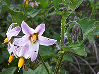 Pale purple flowers
