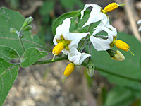 Flower cluster, Flower cluster; solanum douglasii in Tubb Canyon, Anza-Borrego Desert State Park, California