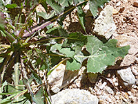 Common Sow Thistle