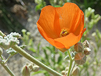 Orange flower, Orange flower of sphaeralcea ambigua, in Tubb Canyon, Anza Borrego Desert State Park, California