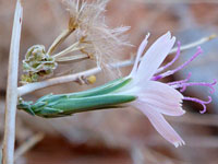 Flowerhead and seeds