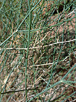 Thin stems
