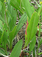 Oblanceolate leaves