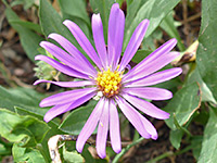 Pink-purple flowerhead