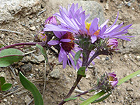 Leafy Aster