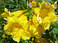 Yellow Trumpetbush