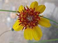 Yellow and red flowerhead