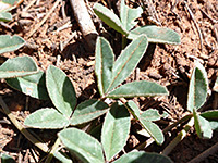 Trifoliate leaves