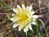 Pale yellow florets