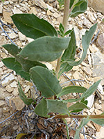 Alternate stem leaves