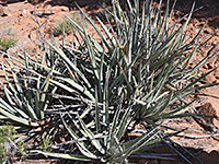 Group of narrow leaf yucca