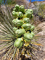 Fruits of narrow-leaf yucca
