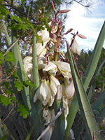 Flowers and leaves of the banana yucca