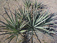 Yucca in the Mojave Desert