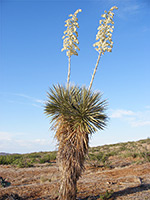 Flower stalks of Soaptree yucca