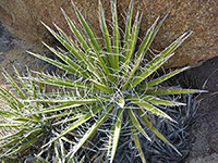Pair of Mojave yucca plants