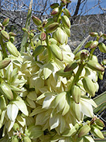 Mojave yucca inflorescence