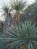 Tall specimen of Schott's yucca
