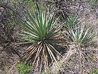 Three yucca plants