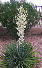 White inflorescence - Schott's yucca