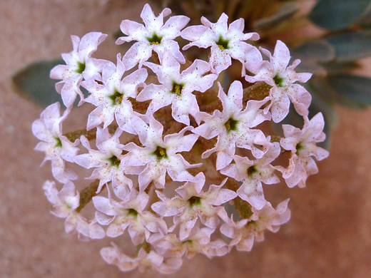 Dwarf Sand Verbena; Pale pink flowers - abronia nana in Tanner Wash, Arizona