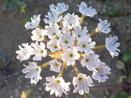 Transmontane Sand Verbena; White flowers with glandular pedicels; abronia turbinata, Alpine Butte Wildlife Sanctuary, California